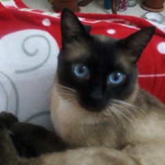 CATS - DOGS - AMAZING ANIMALS OF EARTH!!!