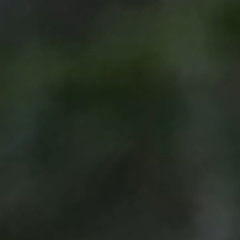 Nick Cage (revenxnt) ace - easy