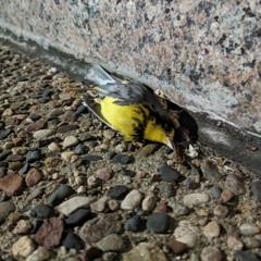 I Used To Dream I Could Fly Away