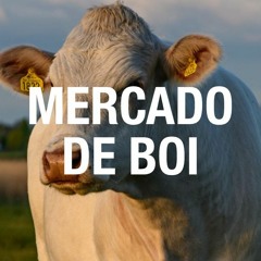 Preços do boi gordo podem reagir no Centro-Norte do Brasil