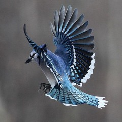Pretty Bird