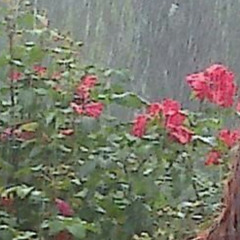 pardy ft Dorsadiivvvii , zirak