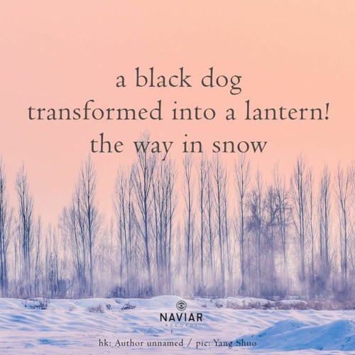 dog dreaming - naviarhaiku513