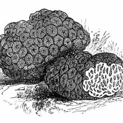 TRUFFLE