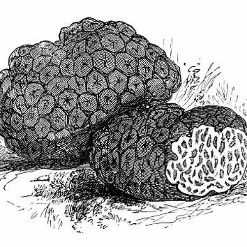 TRUFFLE