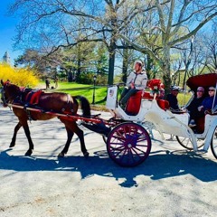 Christmas Lights Carriage Ride