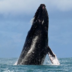 Humpback Whale Song - Drake Bay, Costa Rica - December 6 2023