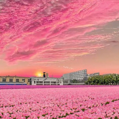 Flowerzzz FT KKashwill