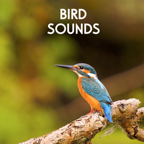 Bird Sounds - Morning Birds for Relaxation, Meditation, Yoga , Naturescapes, Forest Ambience and Spa