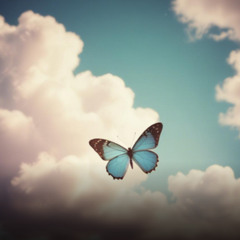 FLY BUTTERFLY FLY #4