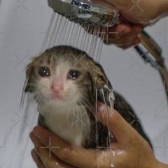 sad cat 3