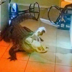 Gator Fight