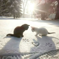 giả vờ như anh không biết