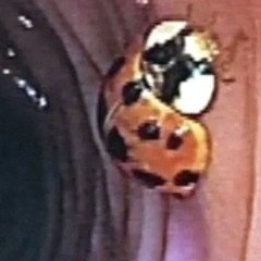 Slayyyter - CRANK Remix