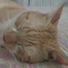 Men at work - Down Under (hardstyle remix)