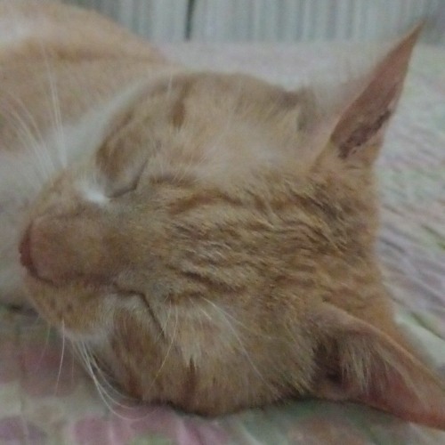 Men at work - Down Under (hardstyle remix)