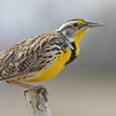Strange Meadowlark (Introduction)