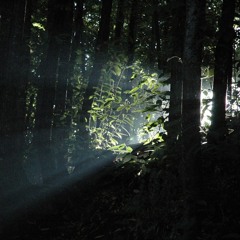 Deep Dark Forest Green ( Sleep ) Mst - 2023 - 02 - 14