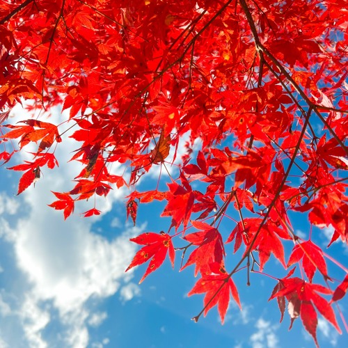 Dance of the Autumn Leaves