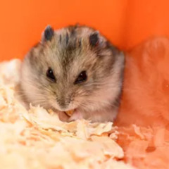 A Leading Hub for Hamster Care