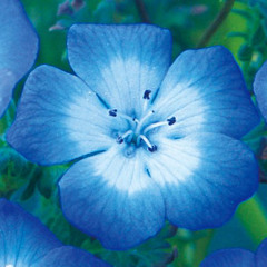 ネモフィラ feat.肉厚,WyrD