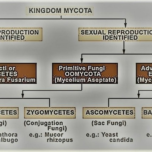 gabapentin classification mims