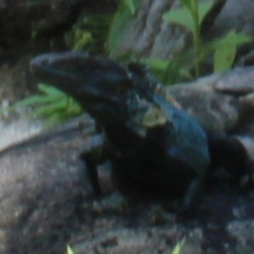 house fino pa trapear