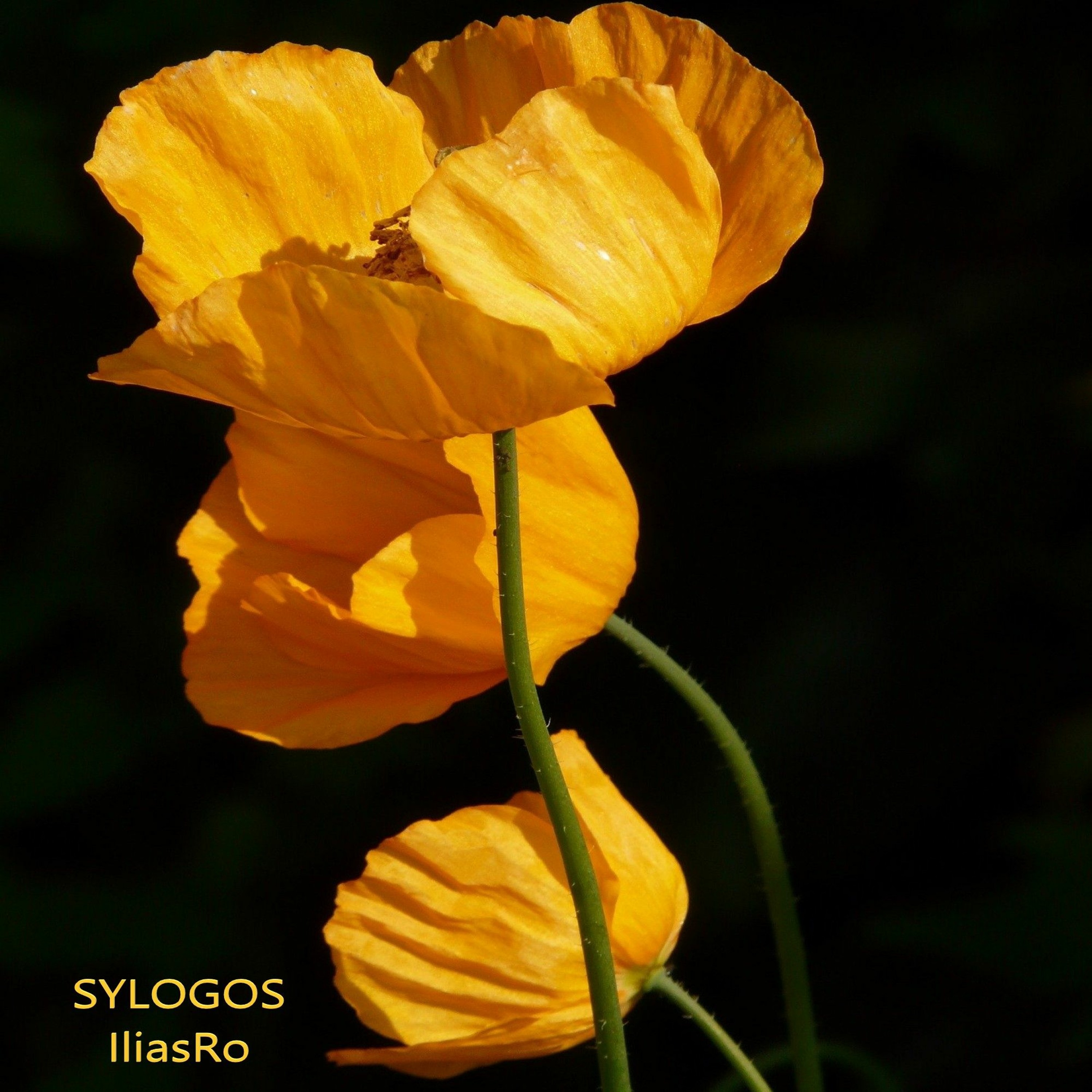 Sylogia episode artwork