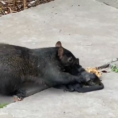 AAAC Wildlife Removal of Milwaukee - Squirrel Pest Control Milwaukee