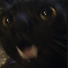 sequim- lovesick (a lullaby for sylis)