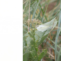 Cabbage White Drone