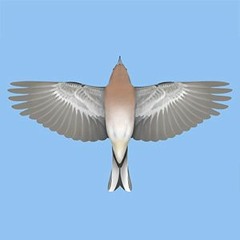 CHAFFINCH, COMMON (page 416) © Tomasz Cofta