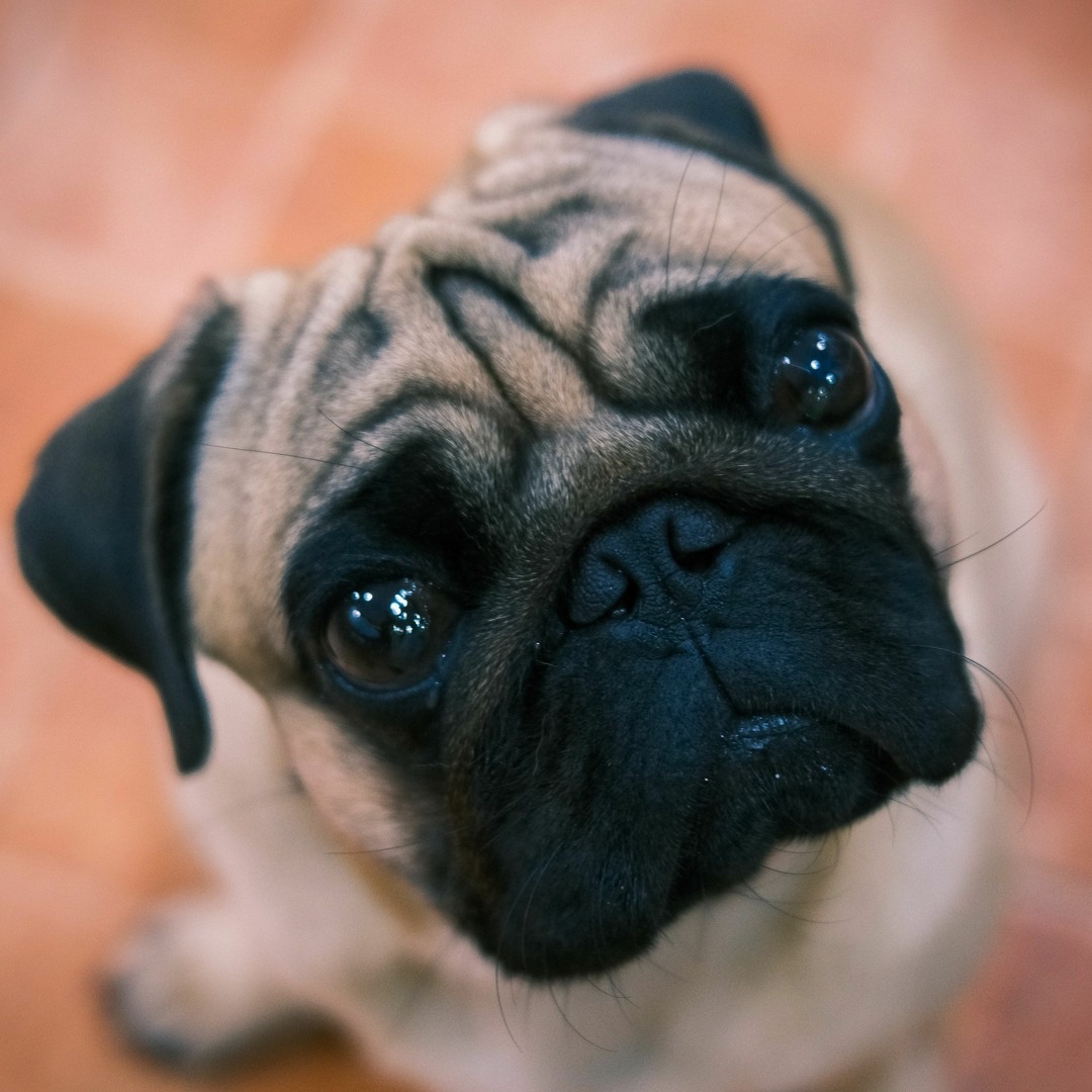 Stream episode How to Treat Dog Drooling at Home by Dr Home Remedies podcast Listen online for free on SoundCloud