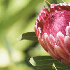 Stellar Journeys | A Meditation Practice for Writers, Poets & Wordsmiths