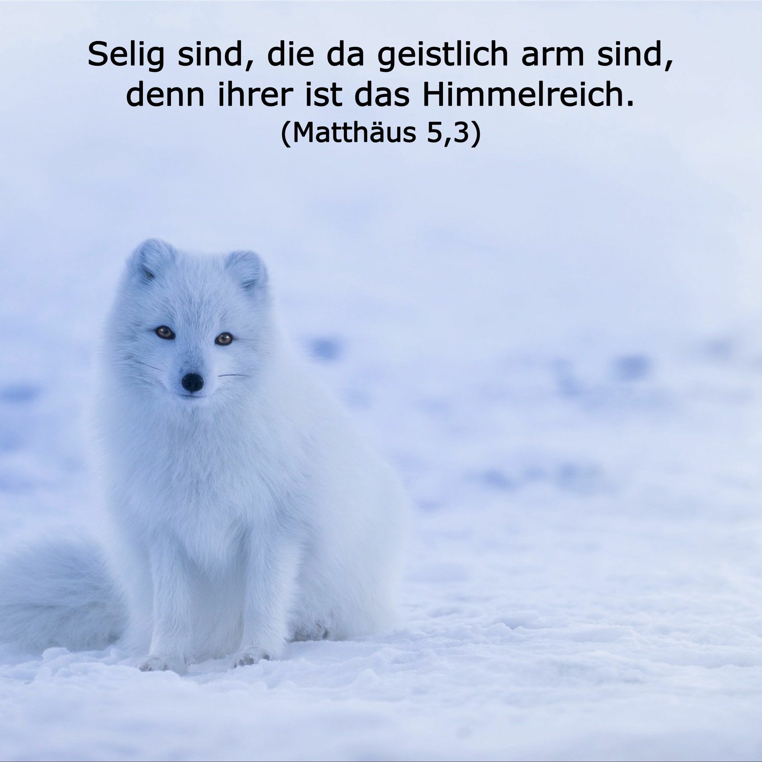 In einem Jahr durch die Bibel