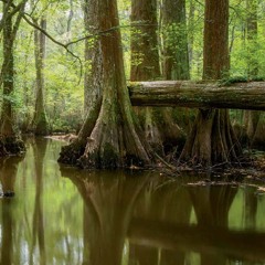 Hyggemix - Swamp Ly Fied