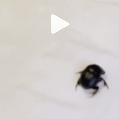 Beetle on The Bed