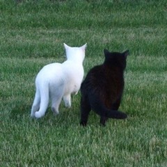 Rin & 8ight k- Waiting for You (pr.artemys)