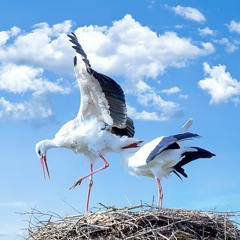 Stork Tales