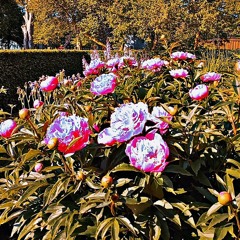 Carolina Wallin Feat Jocke- utan dina andetag cover.