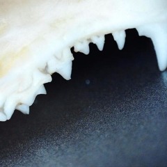 Mole's Teeth