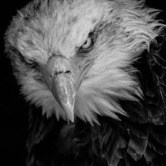 VULTURE