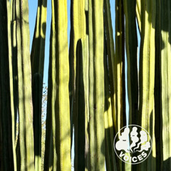 Violet Rays w/ athenian lychee: women in jazz special - 11/11/25 - Voices Radio