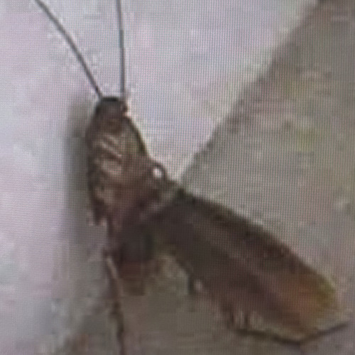 Cucaracha Sexy