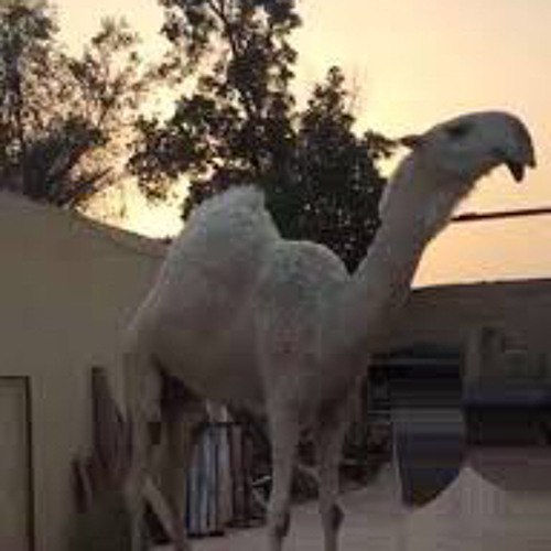 ‎⁨شيلات ياشبه خزامه بن قريع ال القنيفذ ⁩.