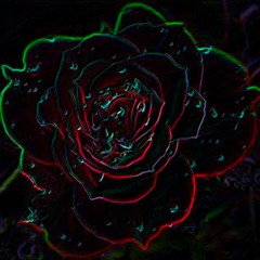 The Ghost of a Rose (naviarhaiku483)