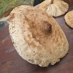 Parasol DnB  - Hidden Sex Location