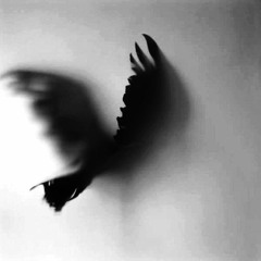 crow