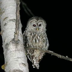 Unique Barred Owl Vocalizations at Night (11:47pm)