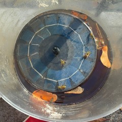 morning dew Grateful Dead.mp3